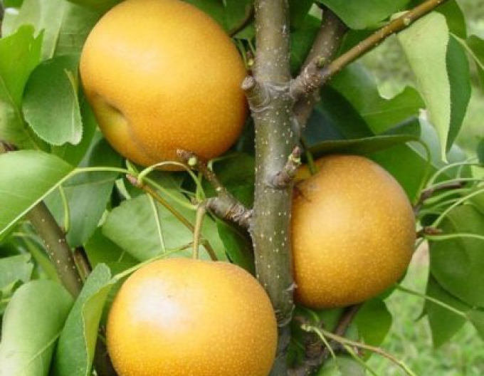 Asiatische Sommerbirne Hosui, auf Pyrodwarf, wurzelnackt