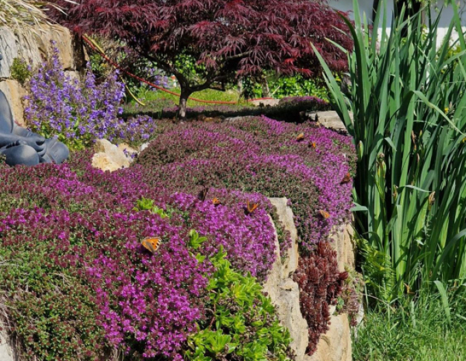 Teppich-Thymian ’Red Carpet’