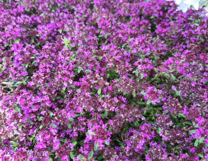 Teppich-Thymian ’Red Carpet’