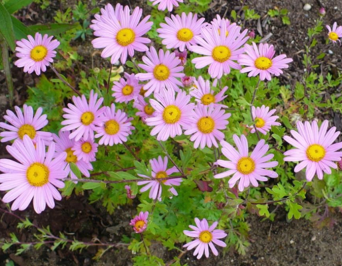 Winteraster Clara Curtis