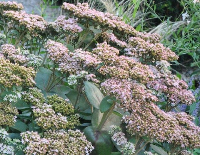 Fettblatt Matrona 1l