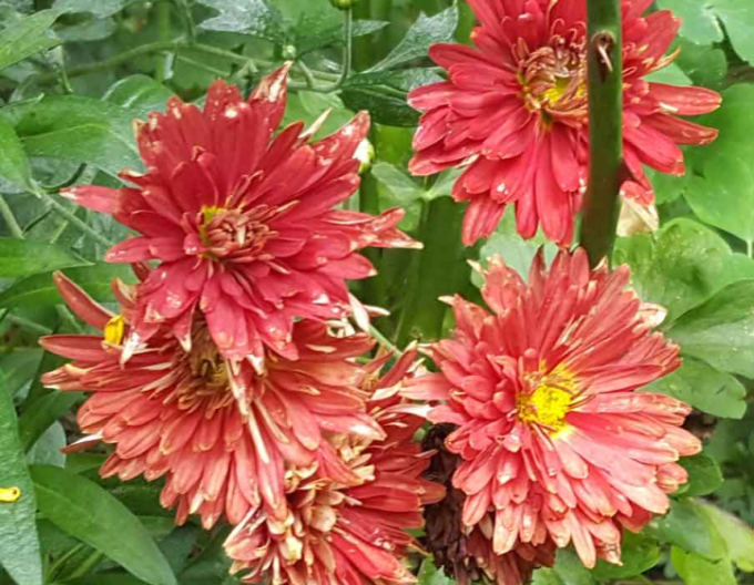 Winteraster  Red Velvet