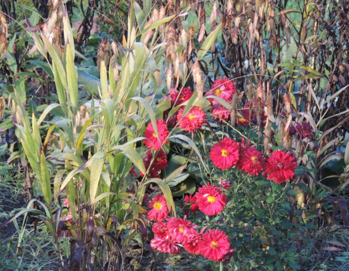 Winteraster  Red Velvet