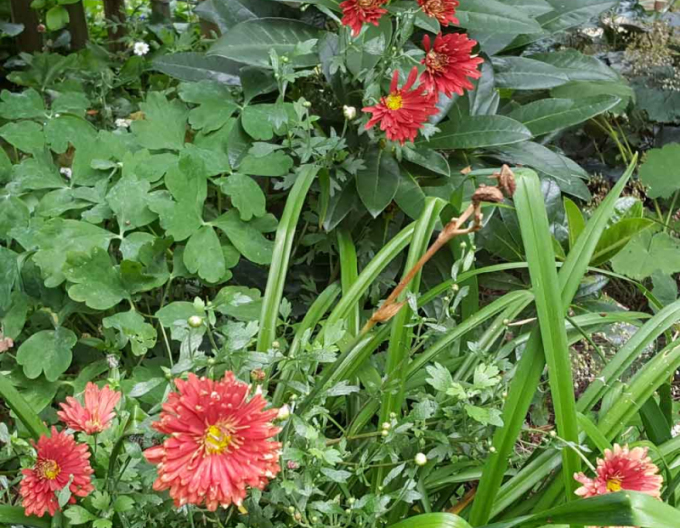 Winteraster  Red Velvet