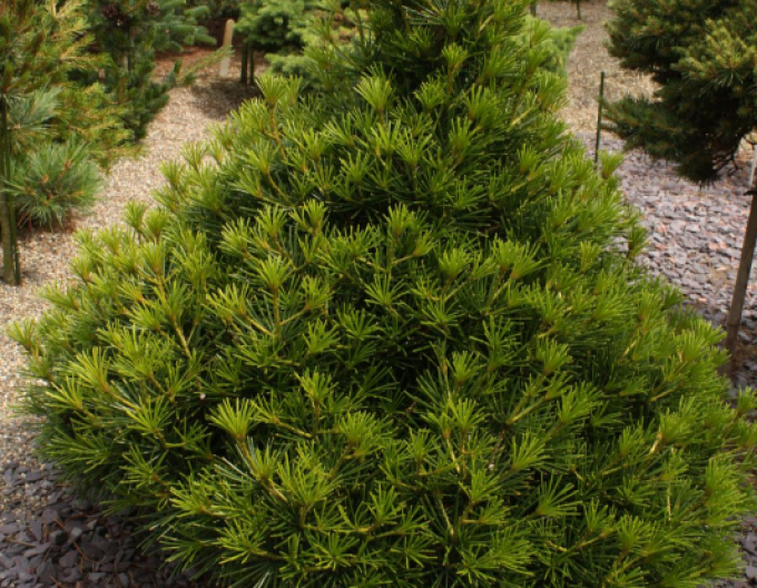 Japanische Schirmtanne 100/125cm