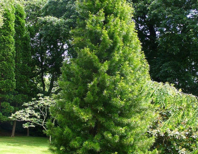 Japanische Schirmtanne 100/125cm