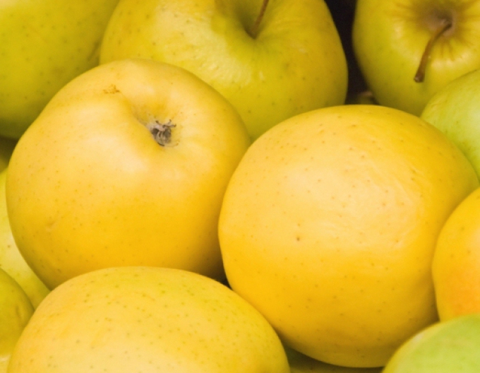 Apfel Golden Delicious auf M9, wurzelnackt