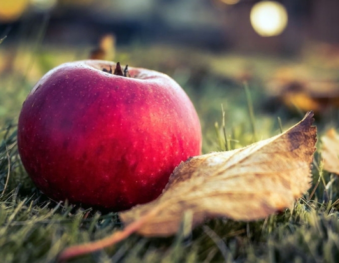 Apfel Florina  auf MM106, wurzelnackt