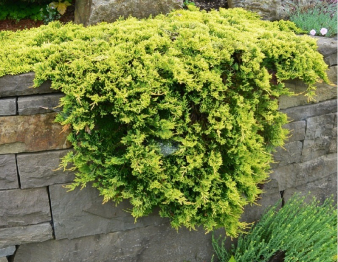 Teppichwacholder Golden Carpet