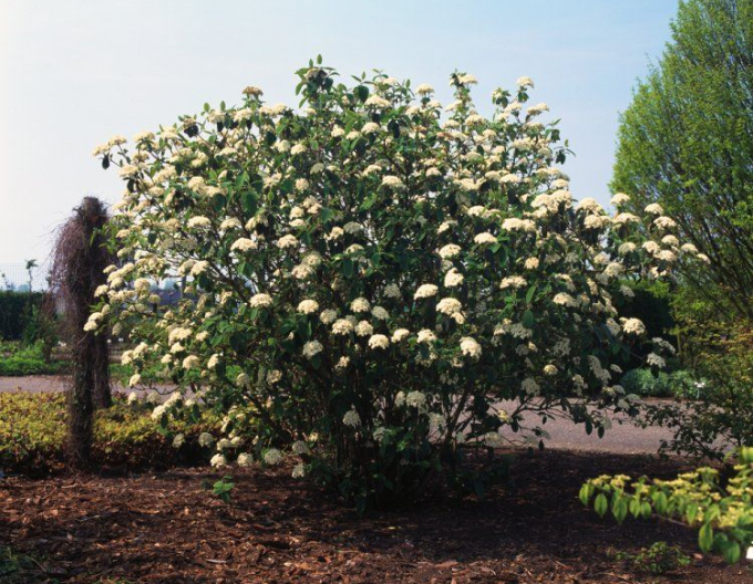 Faltenblättriger Schneeball 80l