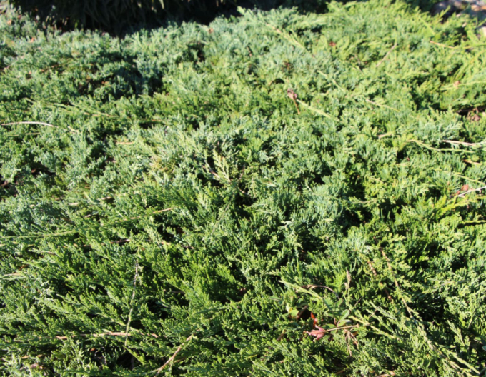 Teppichwacholder Wiltonii