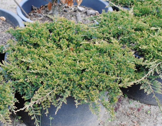 Teppichwacholder Wiltonii