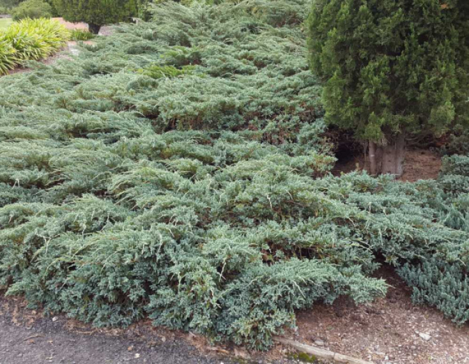 Teppichwacholder Wiltonii