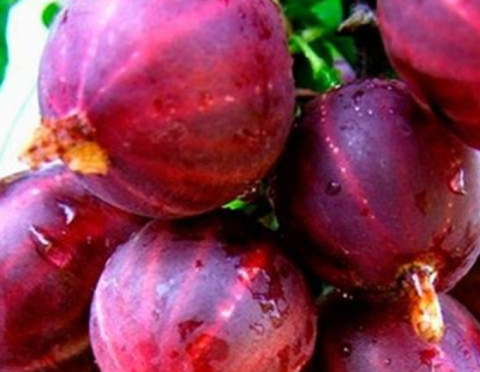 Rote Stachelbeere Spinefree Strauch