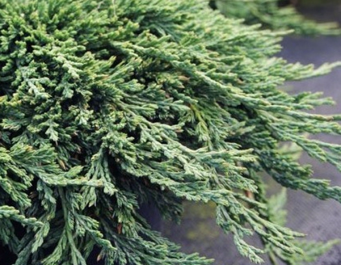 Wacholder ´Pancake´