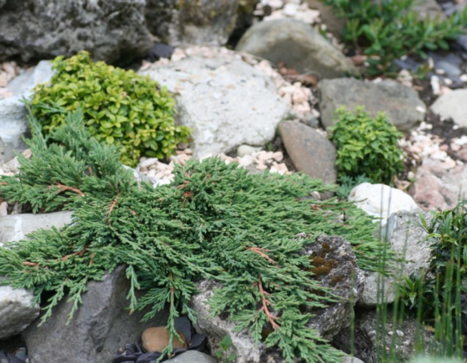 Wacholder ´Pancake´