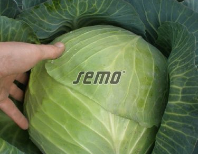 Semo Weißkohl  Portoza
