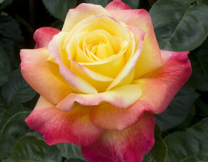 Rose des Baumes Orient Express