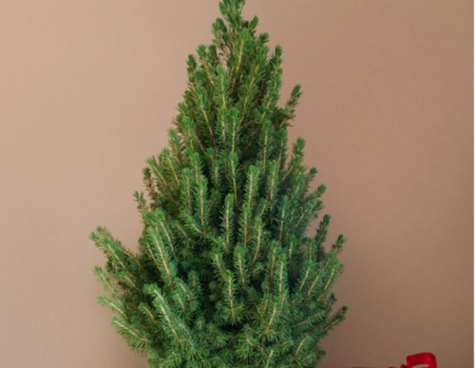 Weiße Fichte 20/30cm