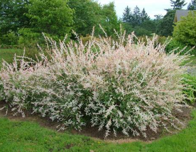 Japanische Harlekinweide Hakuro Nishiki - Strauch