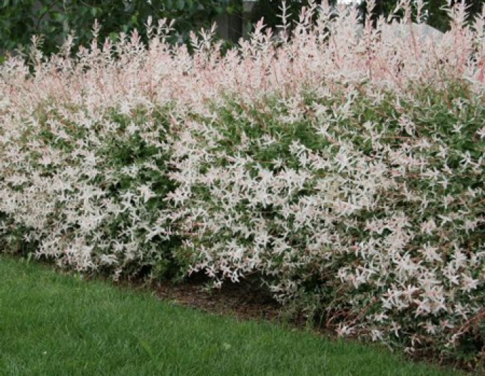 Japanische Harlekinweide Hakuro Nishiki - Strauch