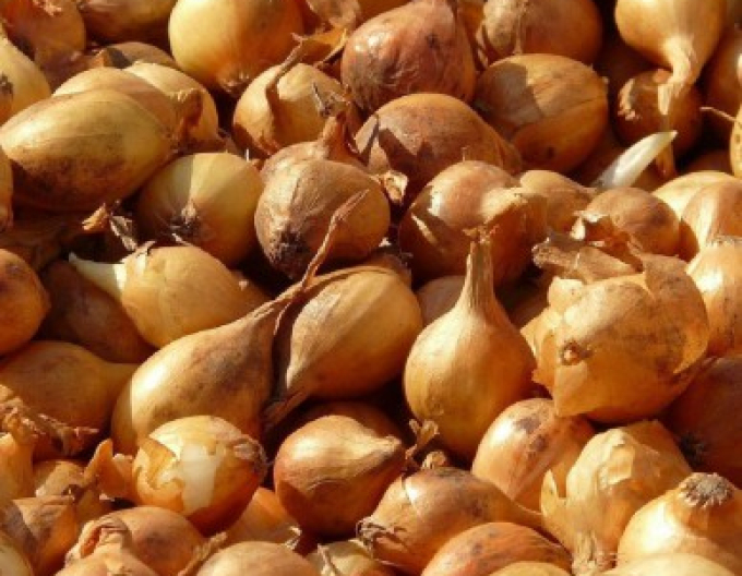 Steckzwiebel Všetana 10/21 0,50kg