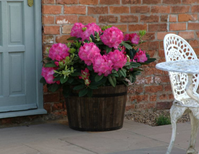 Rhododendron  Germania