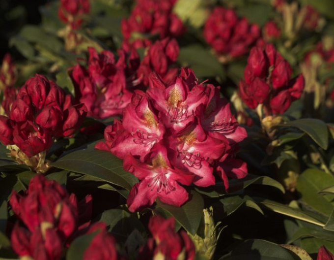 Rhododendron Junifeuer