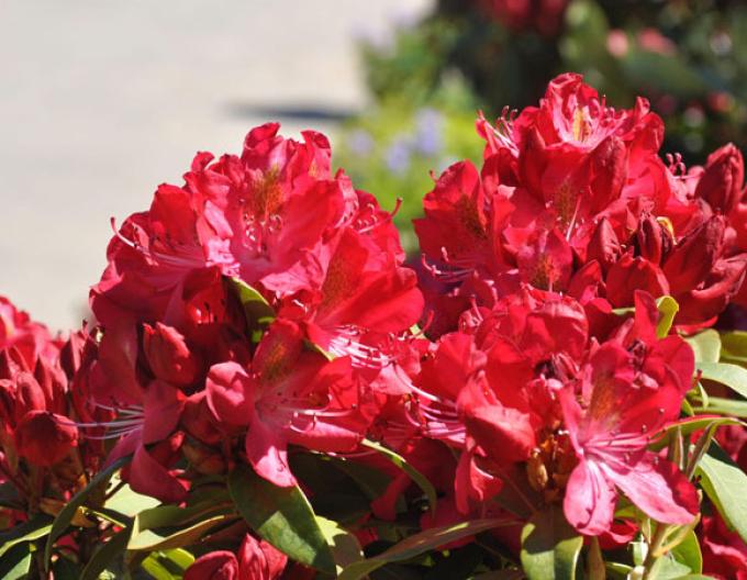 Rhododendron Junifeuer