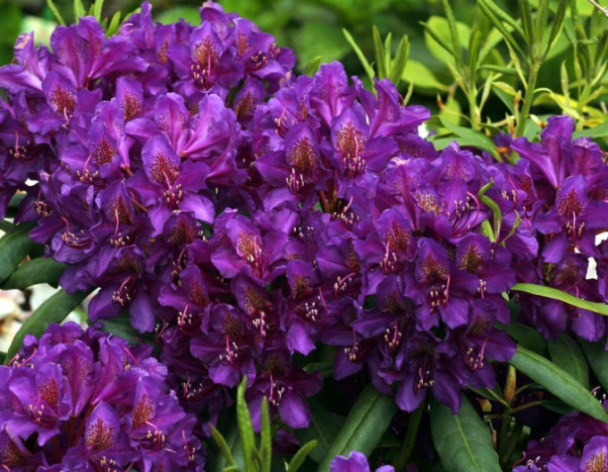 Rhododendron Marcel Menard