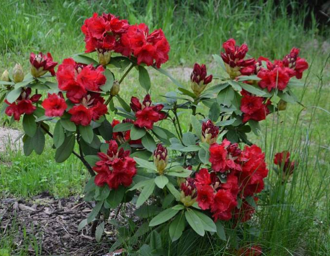 Rhododendron Red Jack