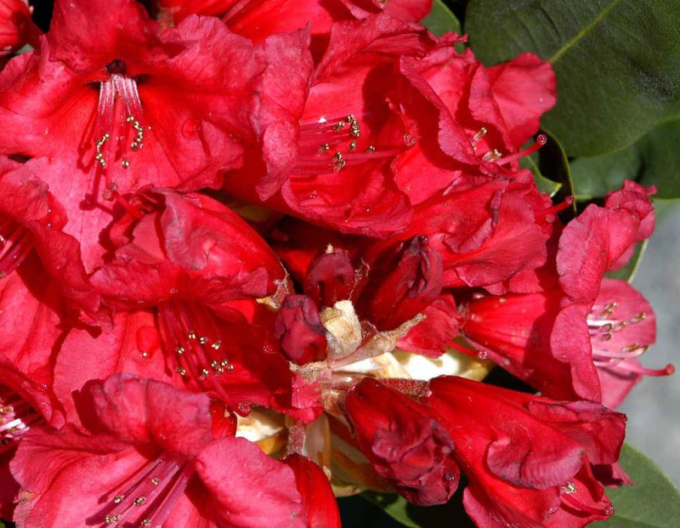 Rhododendron Red Jack