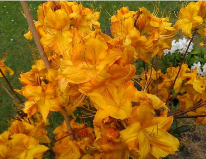 Azalee großblumig Klondyke