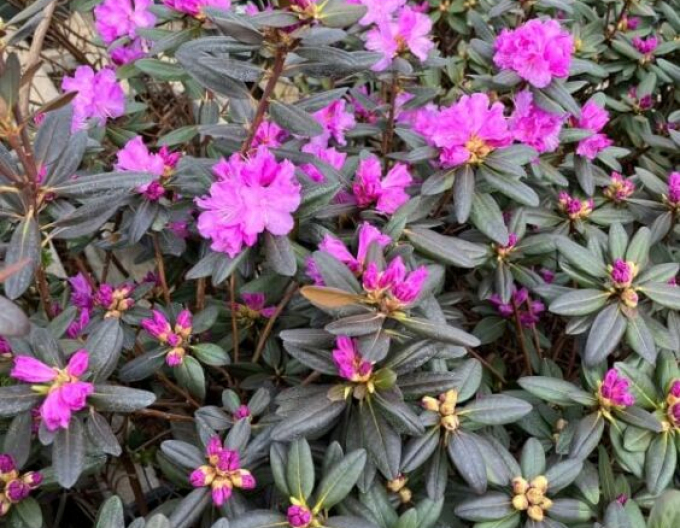 Rhododendron PJM Elite