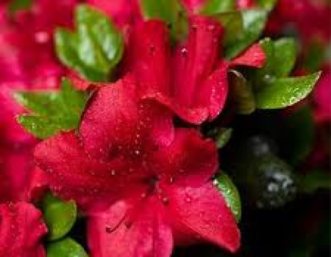 Japanische Azalee Johana