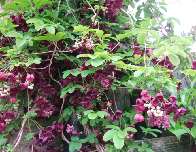 Fingerblättrige Klettergurke