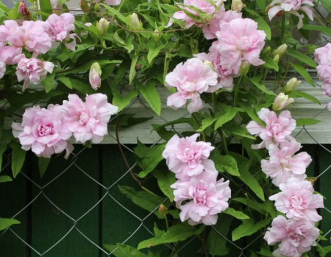 Chinesische Zaunwinde Multiplex