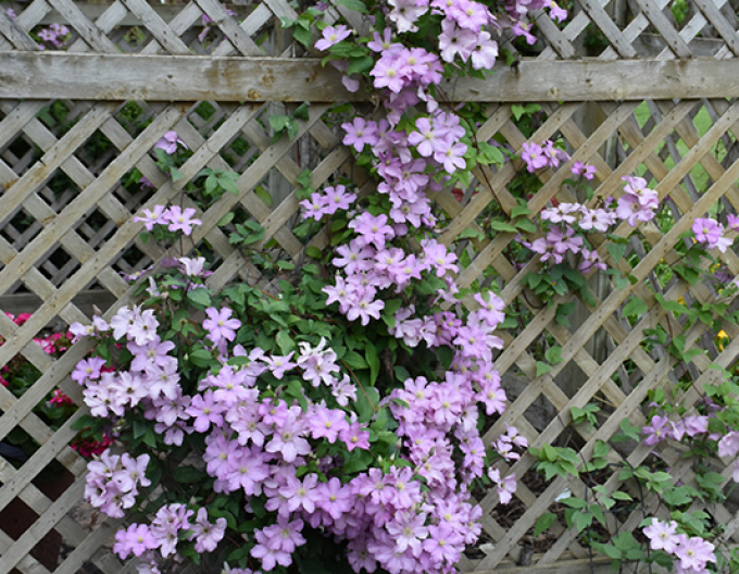 Waldrebe Comtesse de Bouchaud