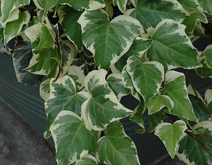 Efeu Gloire de Marengo