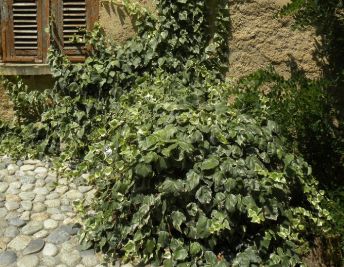 Efeu Gloire de Marengo