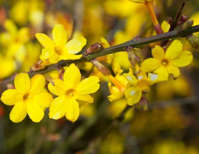 Jasmin Argenteovariegum