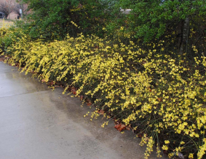 Jasmin Argenteovariegum