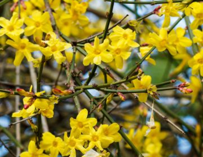 Jasmin Argenteovariegum