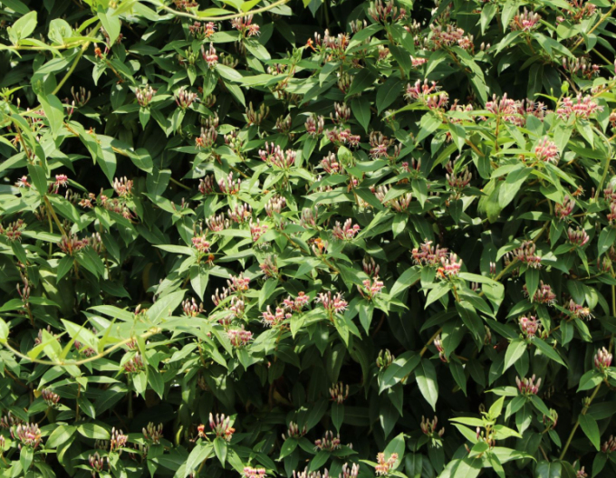 Immergrünes Geißblatt