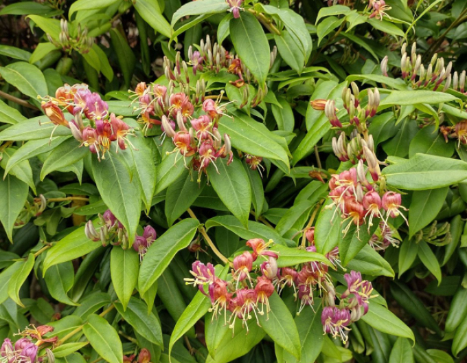 Immergrünes Geißblatt