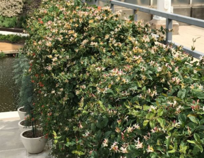 Japanische Geißschlinge Purpurea