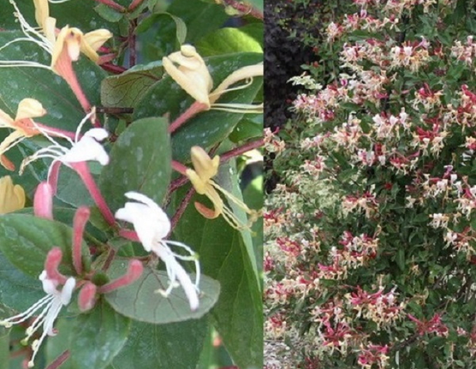 Japanische Geißschlinge Purpurea