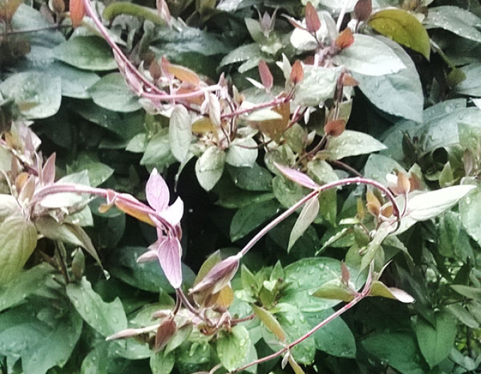 Japanische Geißschlinge Purpurea