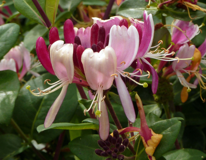 Wald-Geisschlinge Serotina