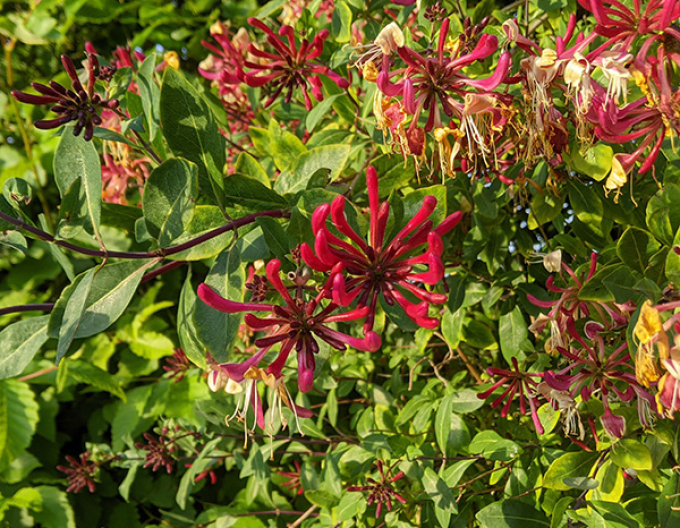 Wald-Geisschlinge Serotina